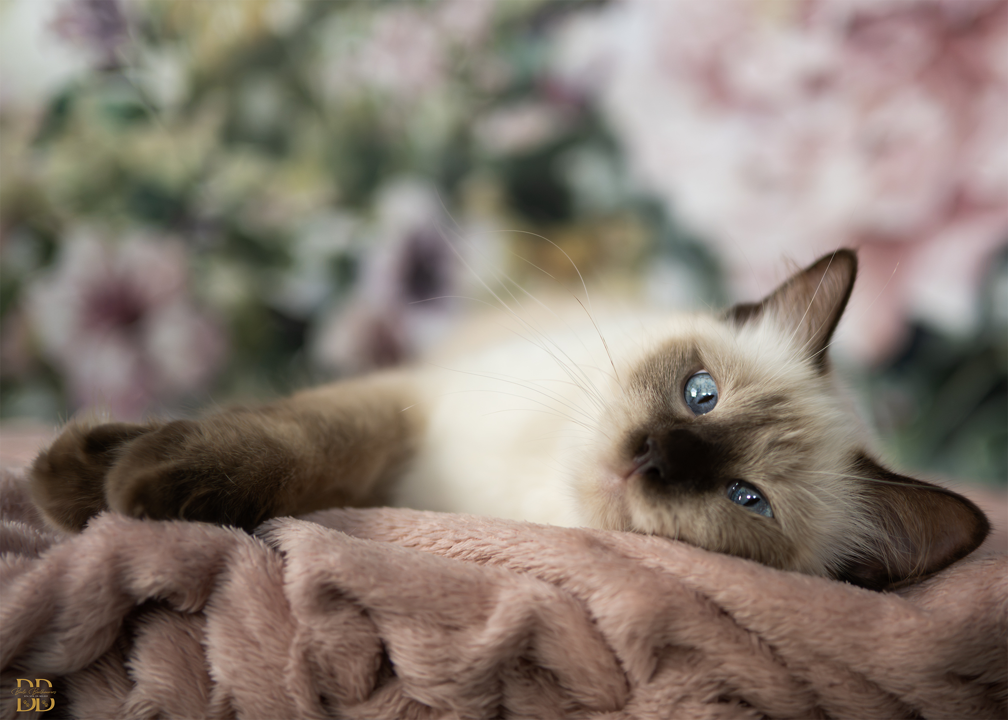 HeroFaye Katten